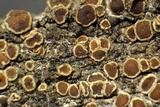 Lecanora coniferarum image
