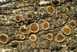 Lecanora coniferarum image