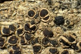 Lecanora coniferarum image