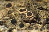 Lecanora coniferarum image