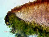 Lecanora coniferarum image