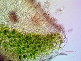 Lecanora coniferarum image