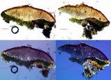Lecanora coniferarum image