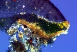 Lecanora coniferarum image