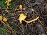 Cantharellus minor image