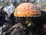 Amanita persicina image