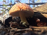 Amanita persicina image