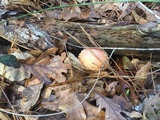 Amanita persicina image