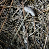 Mycena vulgaris image