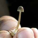 Mycena vulgaris image