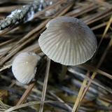 Mycena vulgaris image