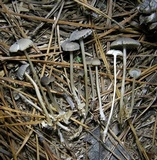 Mycena vulgaris image
