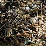 Mycena vulgaris image