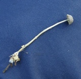 Mycena vulgaris image