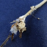 Mycena vulgaris image