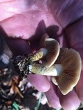 Pholiota angustipes image