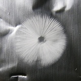 Mycena vulgaris image