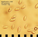 Mycena vulgaris image