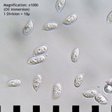 Mycena vulgaris image