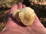 Pholiota angustipes image