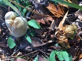Pholiota angustipes image