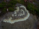 Flavoparmelia baltimorensis image