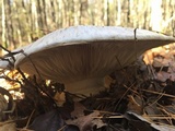 Catathelasma ventricosum image