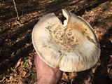 Catathelasma ventricosum image
