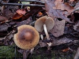 Agrocybe firma image