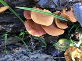 Gymnopilus liquiritiae image