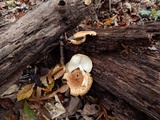 Leucopholiota decorosa image