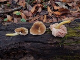 Pluteus romellii image