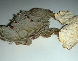 Pseudocyphellaria anthraspis image