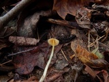 Mycena crocea image