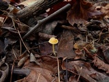 Mycena crocea image