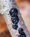 Exidia nigricans image