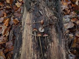 Mycena atkinsoniana image