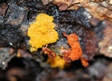 Metatrichia vesparium image