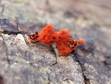 Metatrichia vesparium image