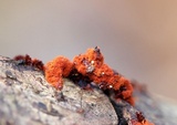 Metatrichia vesparium image
