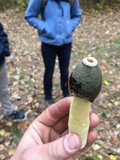 Phallus ravenelii image