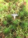 Cantharellula umbonata image