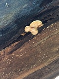 Sarcomyxa serotina image