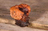 Gloeophyllum odoratum image