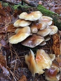 Hypholoma capnoides image