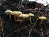 Hypholoma capnoides image
