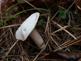 Suillus placidus image