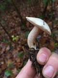 Suillus placidus image