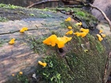 Dacryopinax spathularia image
