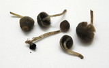 Psathyrella senex image